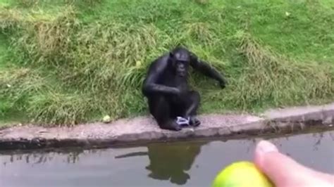 how to trick a monkey